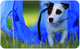 Parson Russell Terrier - trening2